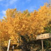 “thiên đường cây lá vàng cảnh đẹp như trong phim “　ngay tại tỉnh Kagoshima
