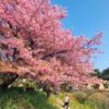Ngắm hoa anh đào sớm tại công viên Yoshino – Kagoshima