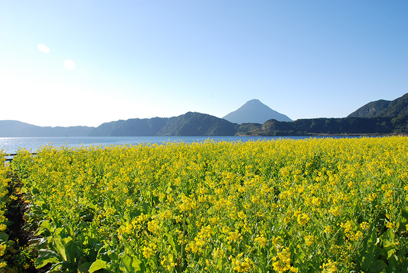 Đi dạo và ngắm thềm hoa cải trên hồ IKEDA tại Ibusuki