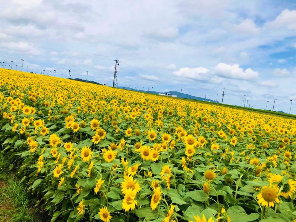 Cánh đồng hoa hướng dương gần sân bay Kagoshima