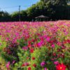 Những địa điểm ngắm hoa Cosmos ở Kagoshima